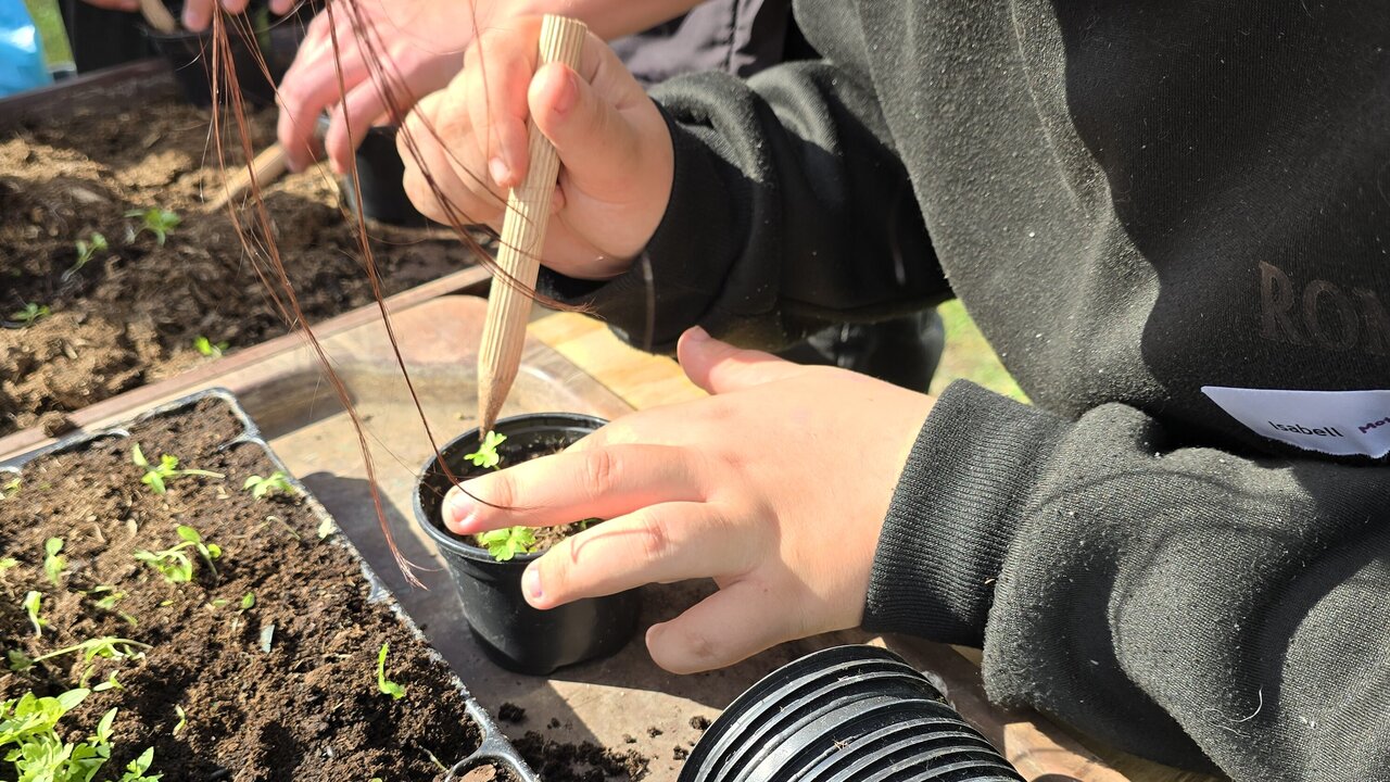 Pflanzen einpflanzen